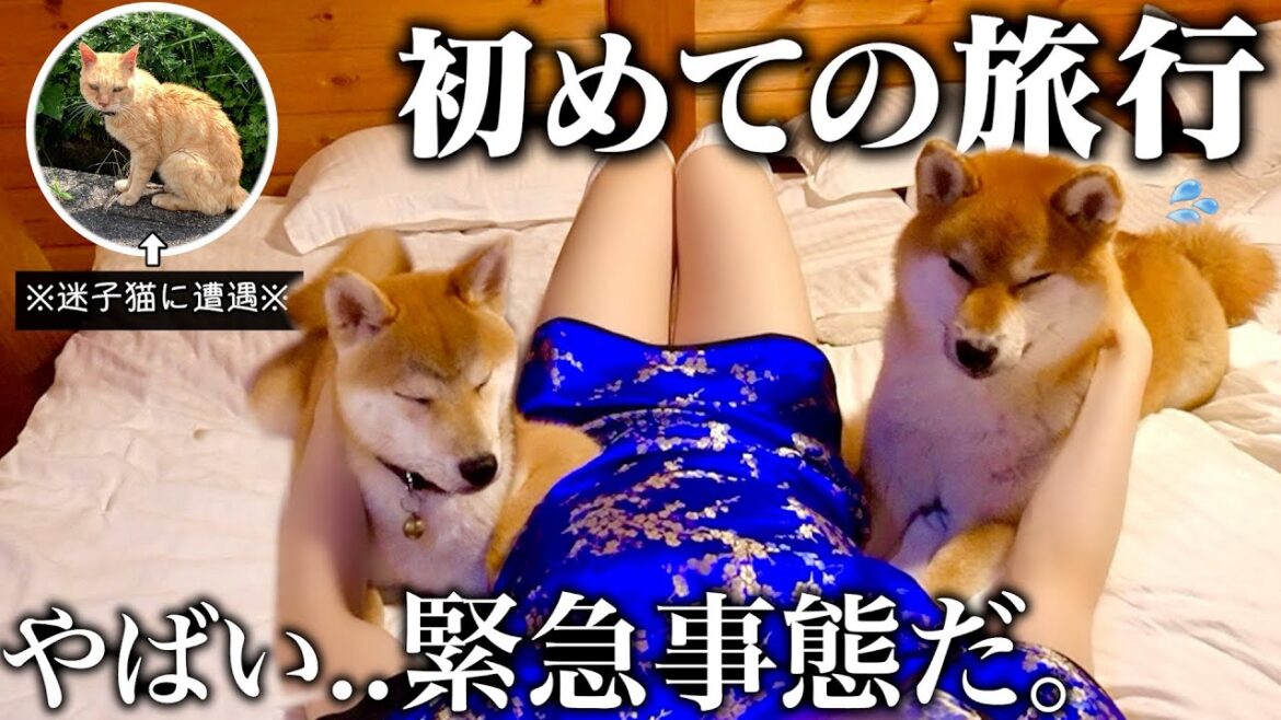 【迷子猫に遭遇..】生後8ヶ月の柴犬と先住犬こまちゃんとの初旅行が予想外の非常事態になりました…
