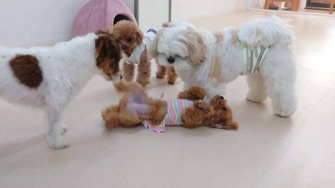 来て早々にはしゃぐトイプードル 🐶ひみつきちなう!①🐶  2024年6月20日 来て早々にはしゃぐトイプードル 🐶ひみつきちなう!①🐶  2024年6月20日