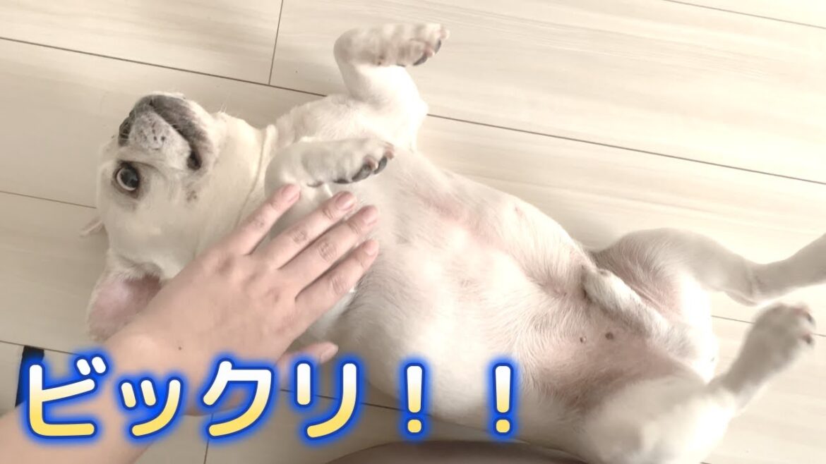 お互いにビックリしたお昼寝時間【フレンチブルドッグ frenchbulldog】 お互いにビックリしたお昼寝時間【フレンチブルドッグ frenchbulldog】
