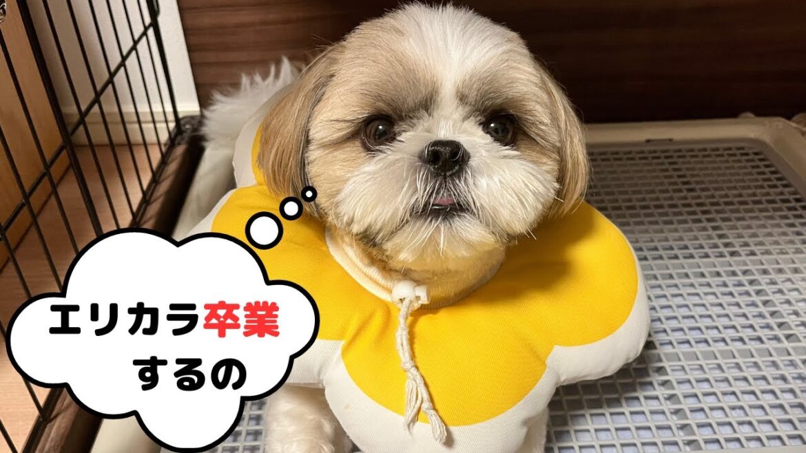 【祝】パテラの手術後 シーズーのメンタル回復とエリカラ卒業 元気になってます！Shihtzu say goodbye to elizabeth color after patella surgery