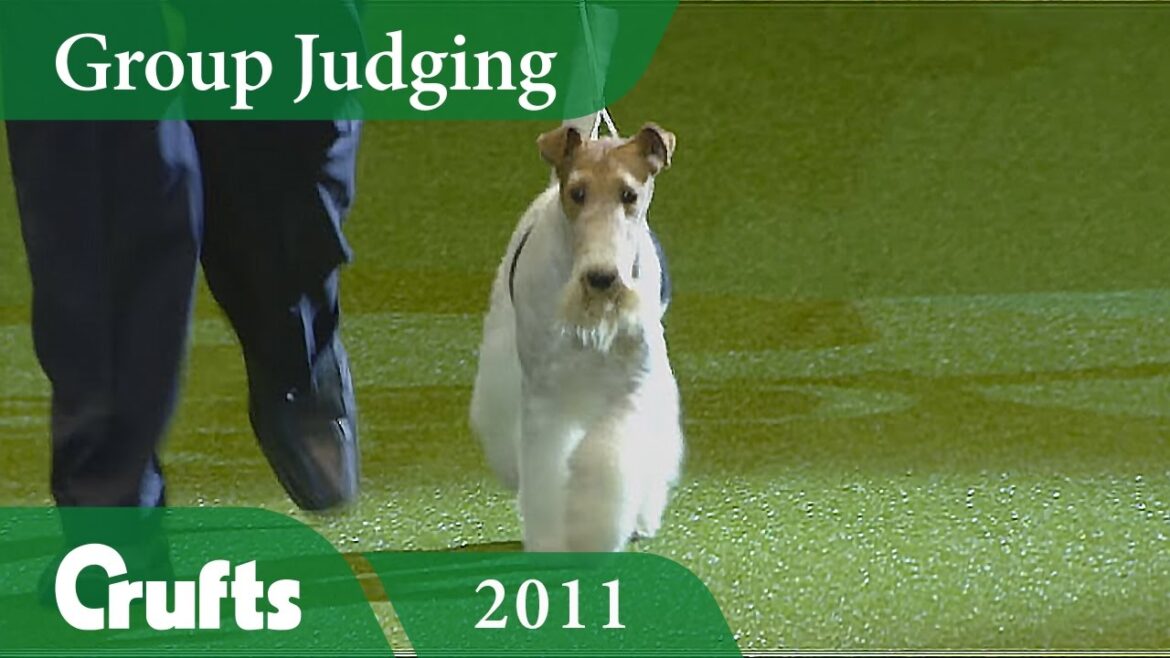 Wire Fox Terrier wins the Terrier Group Judging at Crufts 2011 | Crufts Dog Show