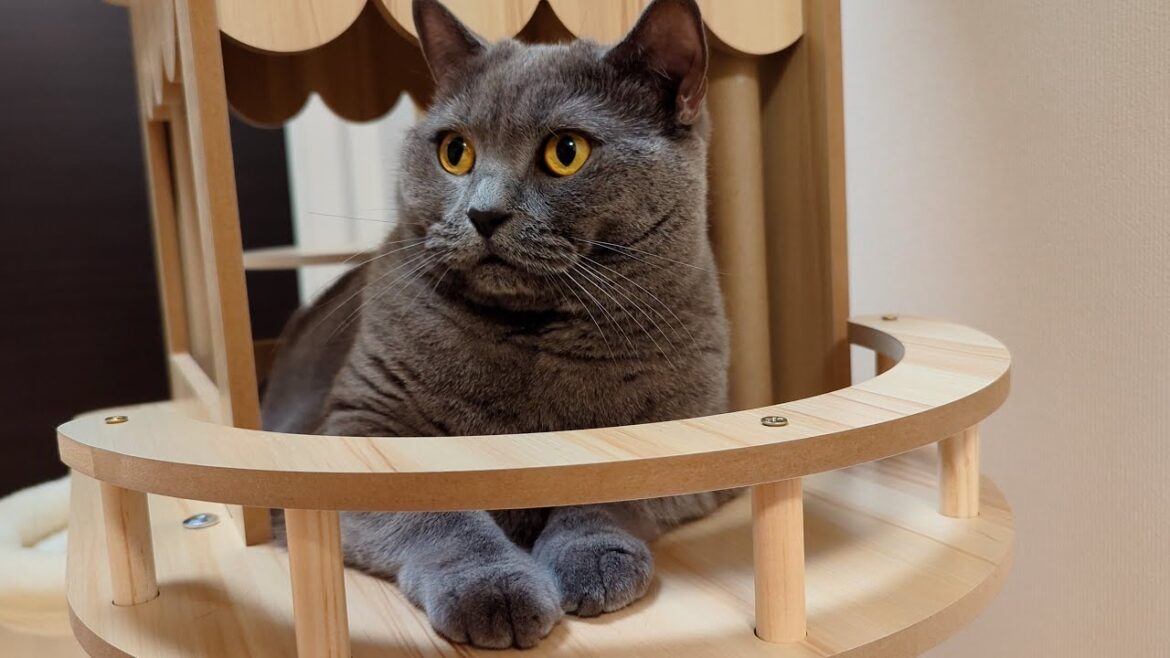 猫にキャットタワーあげてみた