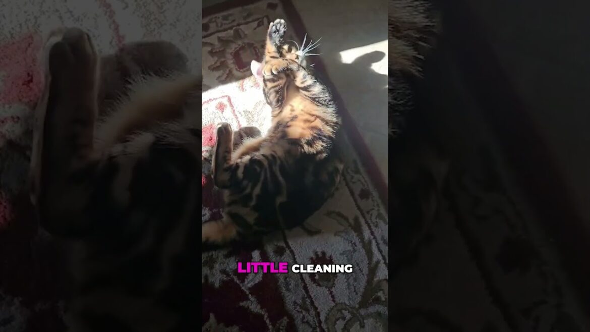 Sunbathing Bengal Cat Caught Relaxing! 😻☀️Too Adorable to Miss!