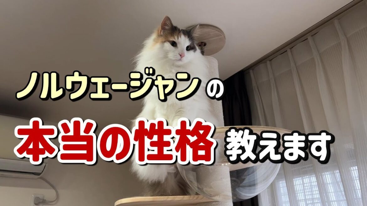 ノルウェージャンフォレストキャットの性格の個体差を飼い主が考察