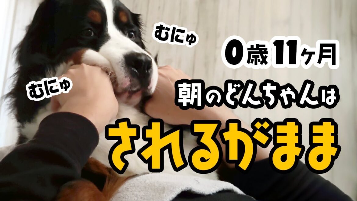 むにゅむにゅ。朝のどんちゃんはされるがまま【0歳11ヶ月バーニーズ】