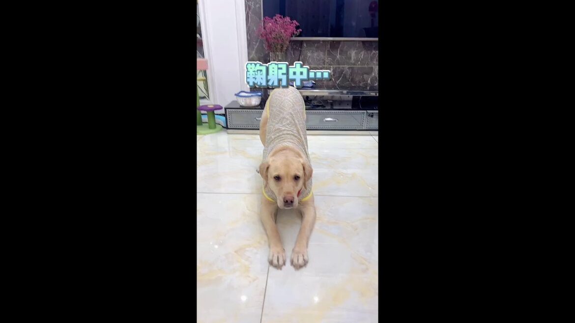 拥有一只成精小狗什么体验 #拉布拉多 #万物可爱计划 #可爱在我家