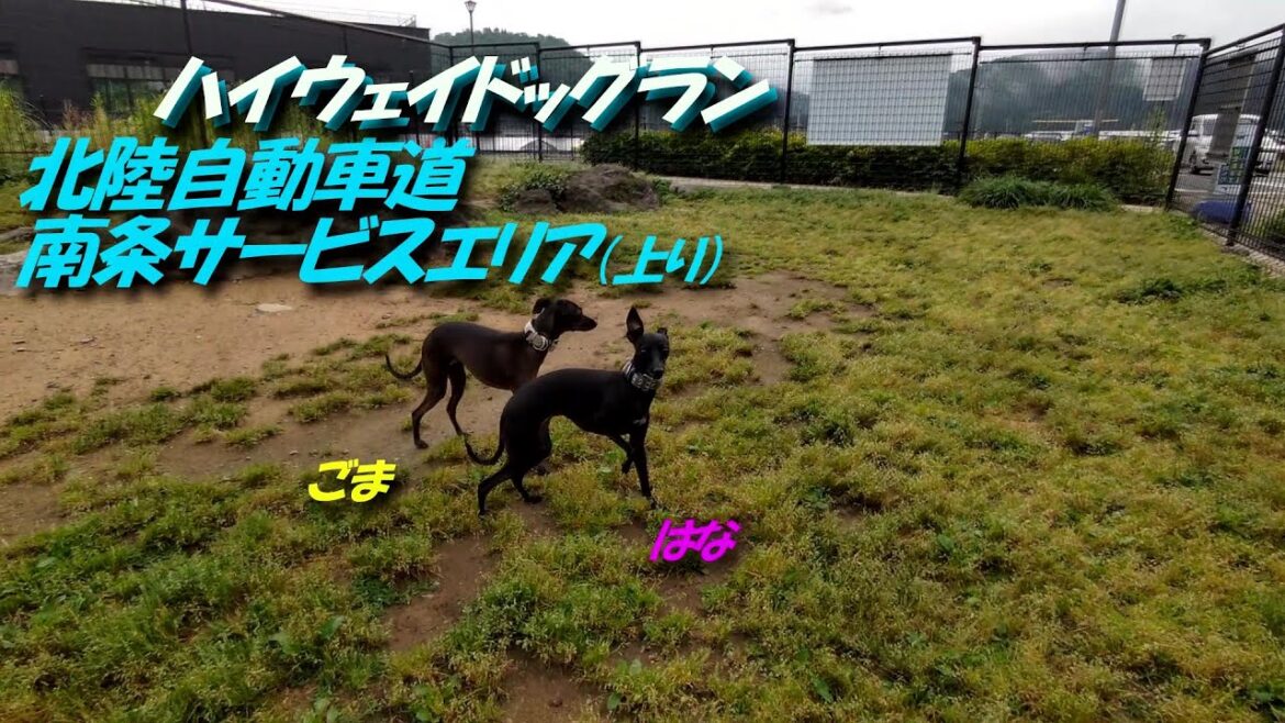 【イタグレ】ごまはなハイウェイドッグラン(9)～北陸道･南条SA(上り)～