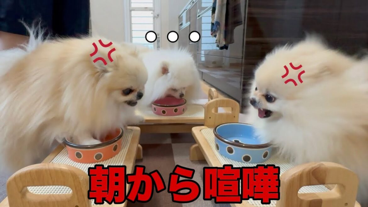 喧嘩してる横で黙々とご飯を食べ続けるポメラニアン