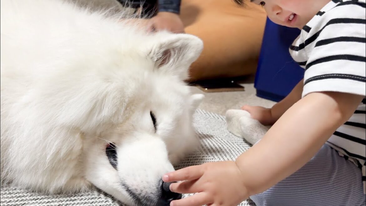 もう寝たい大型犬とまだ遊びたい赤ちゃんのやりとりが永遠に見てられるくらい可愛いすぎました…
