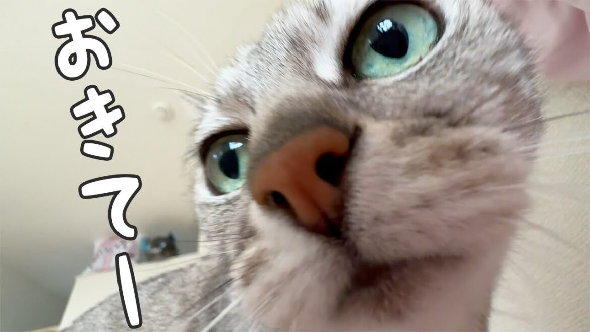 朝は猫たちがママを順番に起こしに来てくれます! 朝は猫たちがママを順番に起こしに来てくれます!