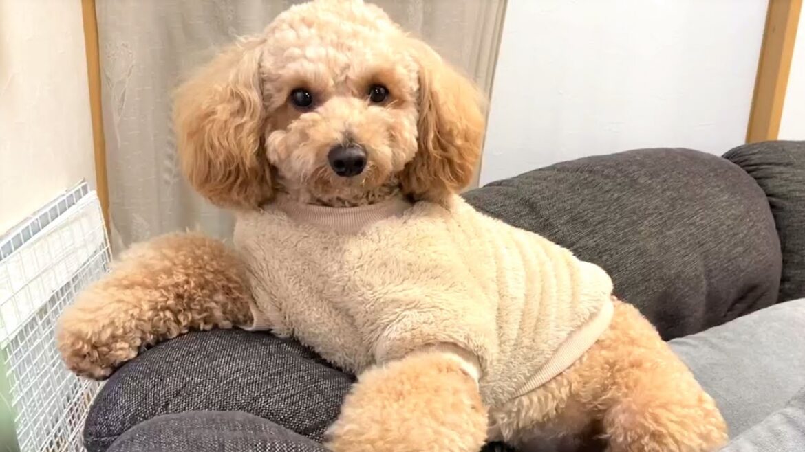 マイペースすぎる大きいトイプードル【デカプー】【トイプードルのロアくん】【toy poodle】