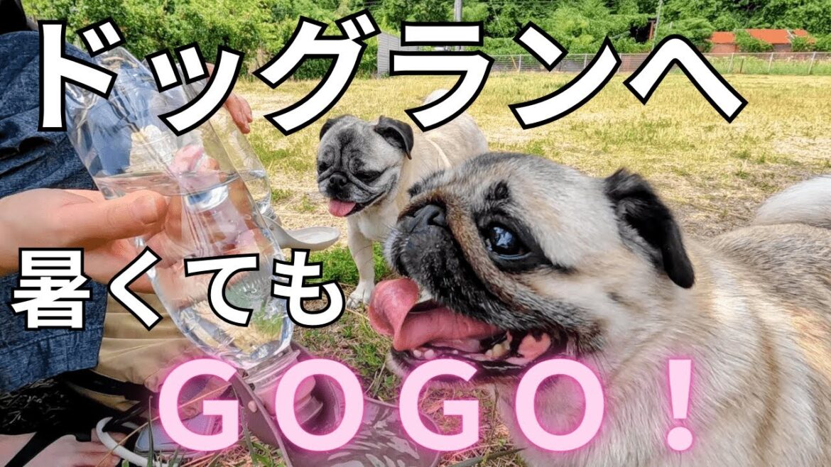 暑くてもドッグランへ GOGO！『うちのパグ🐶ちゃん暑くて全く走りません！』