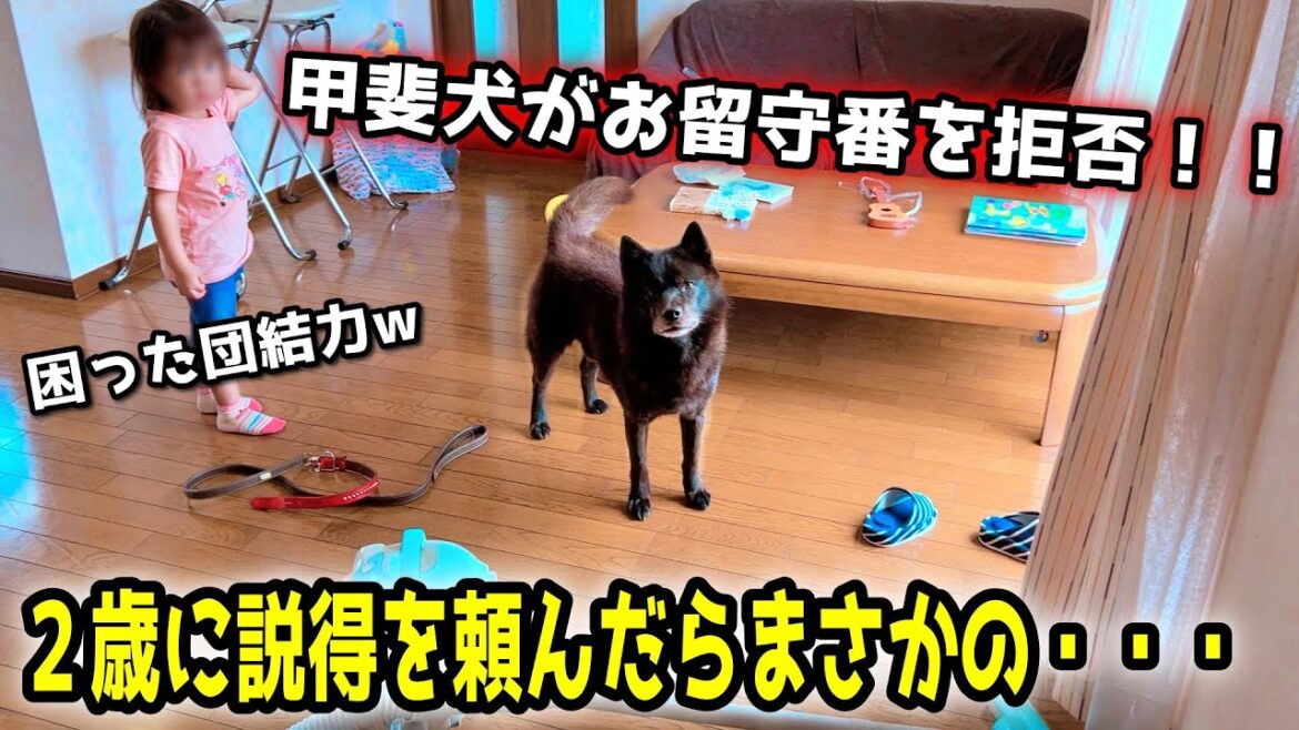 甲斐犬がハウスを拒否するので2歳に説得を頼んだらこうなった【別荘開拓編シーズン4】 甲斐犬がハウスを拒否するので2歳に説得を頼んだらこうなった【別荘開拓編シーズン4】