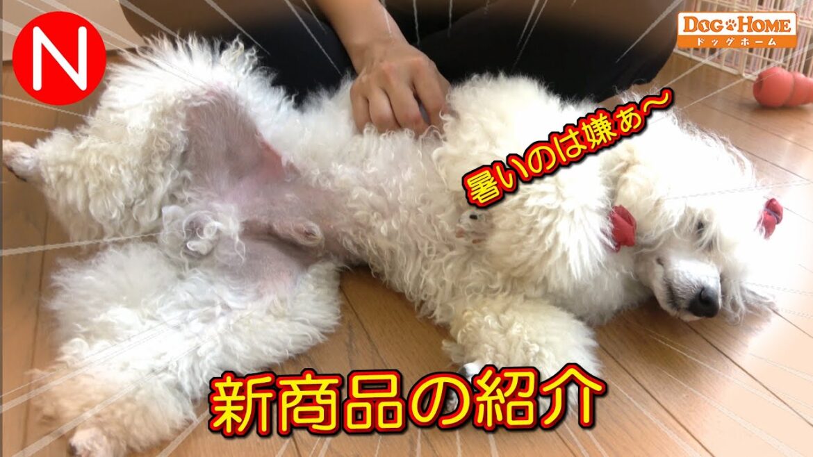 夏場に向けて！新商品 これ凄くない？20℃から凍り始める。。。。こんなことがあり得るのだねぇ～　犬にとっては効くのか！？　୨୧∵トリミング サロン DOG HOME ドッグホーム∵୨୧