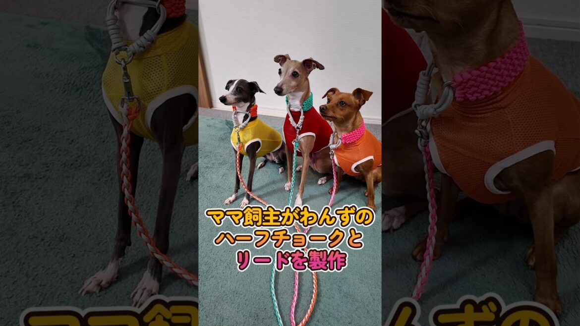 ママ飼主が作る夏仕様ハーフチョーク＆リード #shorts #イタグレ #ミニピン
