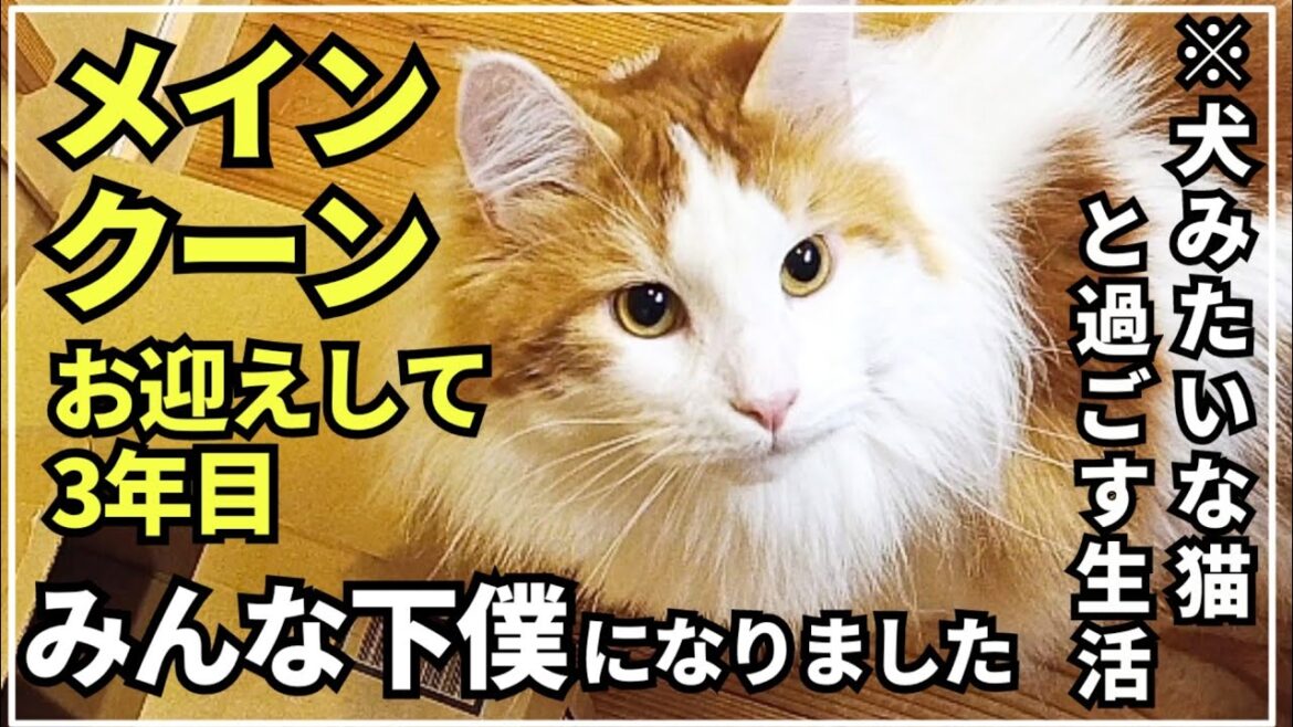 実際に大型猫メインクーンをお迎えした家族の１日はこんな感じ