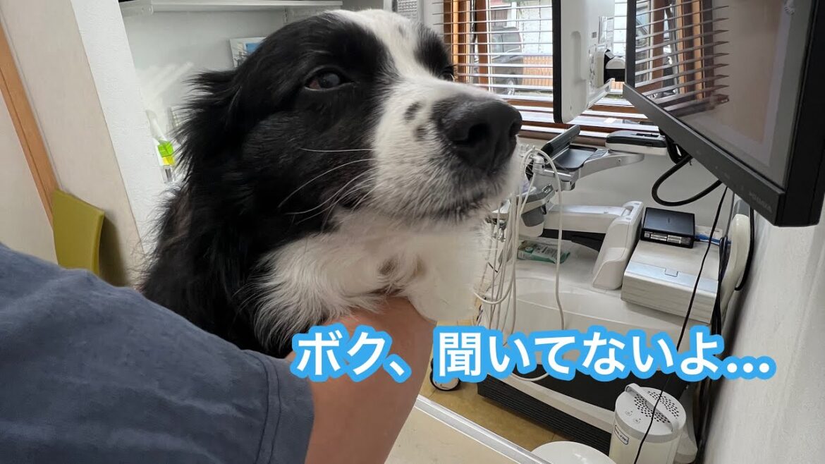 お出かけからのワクチン接種で無になった愛犬 #ボーダーコリー #bordercollie