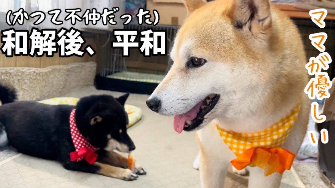 和解した小粒黒柴にお気に入りのおもちゃを渡す柴犬ママが優しい