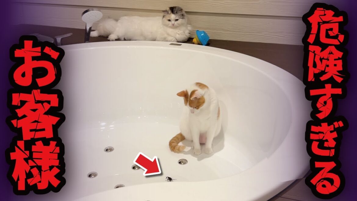 ヤバすぎるお客様がお庭にいらっしゃいました…【関西弁でしゃべる猫】【猫アテレコ】 ヤバすぎるお客様がお庭にいらっしゃいました…【関西弁でしゃべる猫】【猫アテレコ】