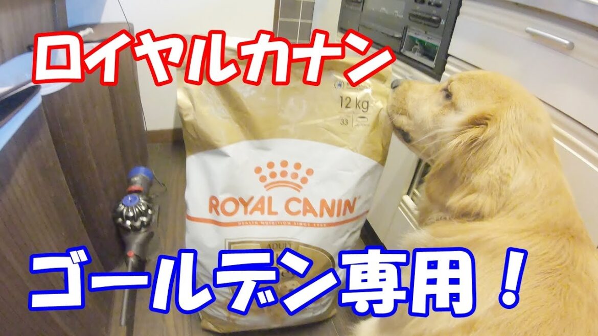 ロイヤルカナンの開封を心待ちにするゴールデンレトリバージョイ
