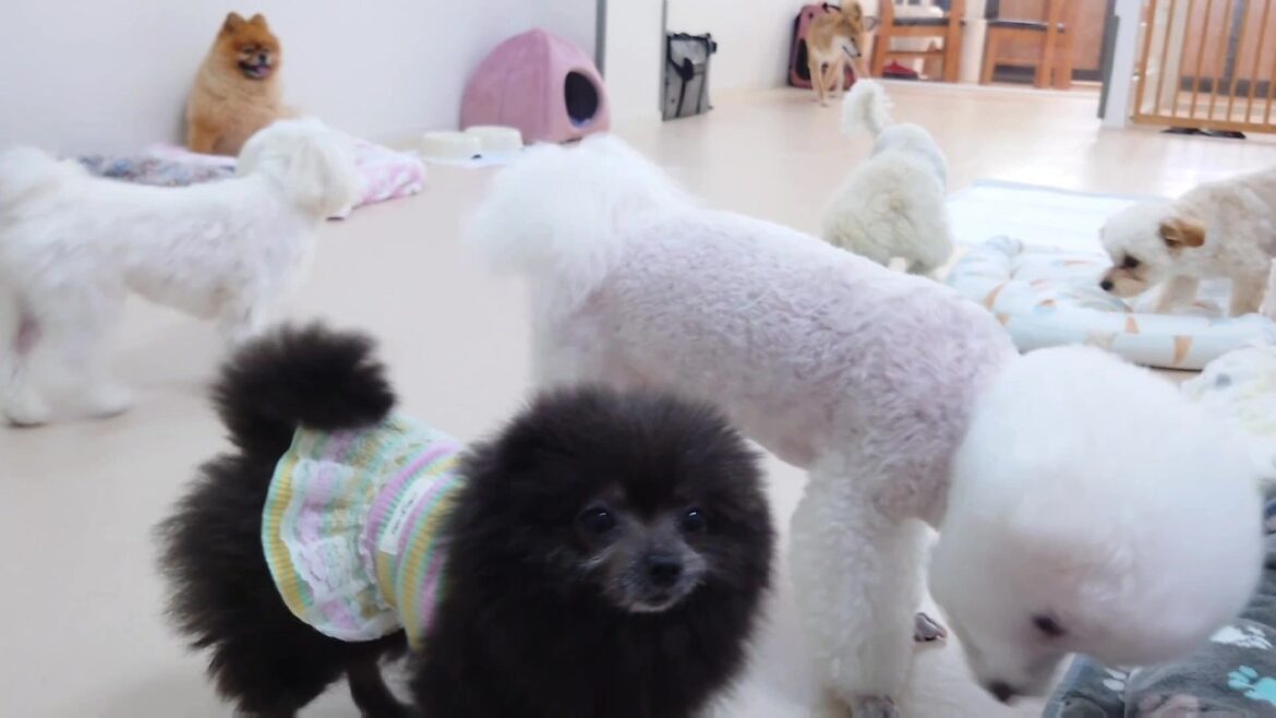 土曜日の犬たち 🐶ひみつきちなう!①🐶  2024年6月22日 土曜日の犬たち 🐶ひみつきちなう!①🐶  2024年6月22日