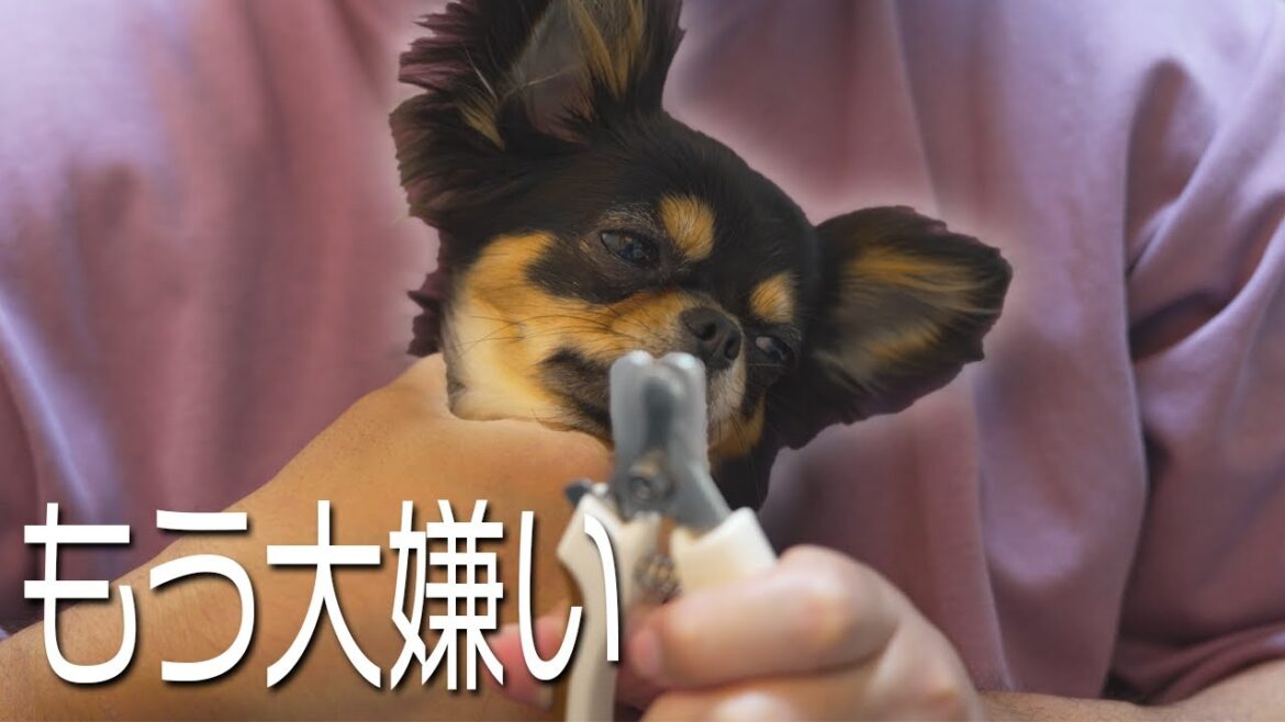 【悲劇】爪切りが嫌いすぎて大暴れしてしまうチワワがこちら