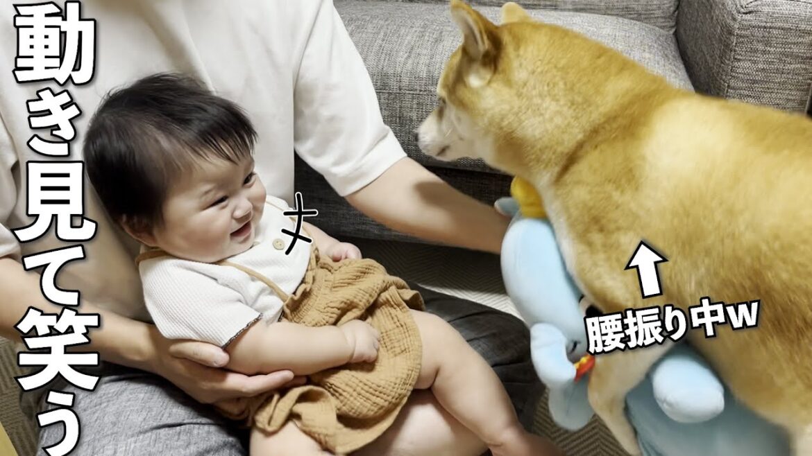 柴犬の見たことない動きを見て声を出して笑う赤ちゃん