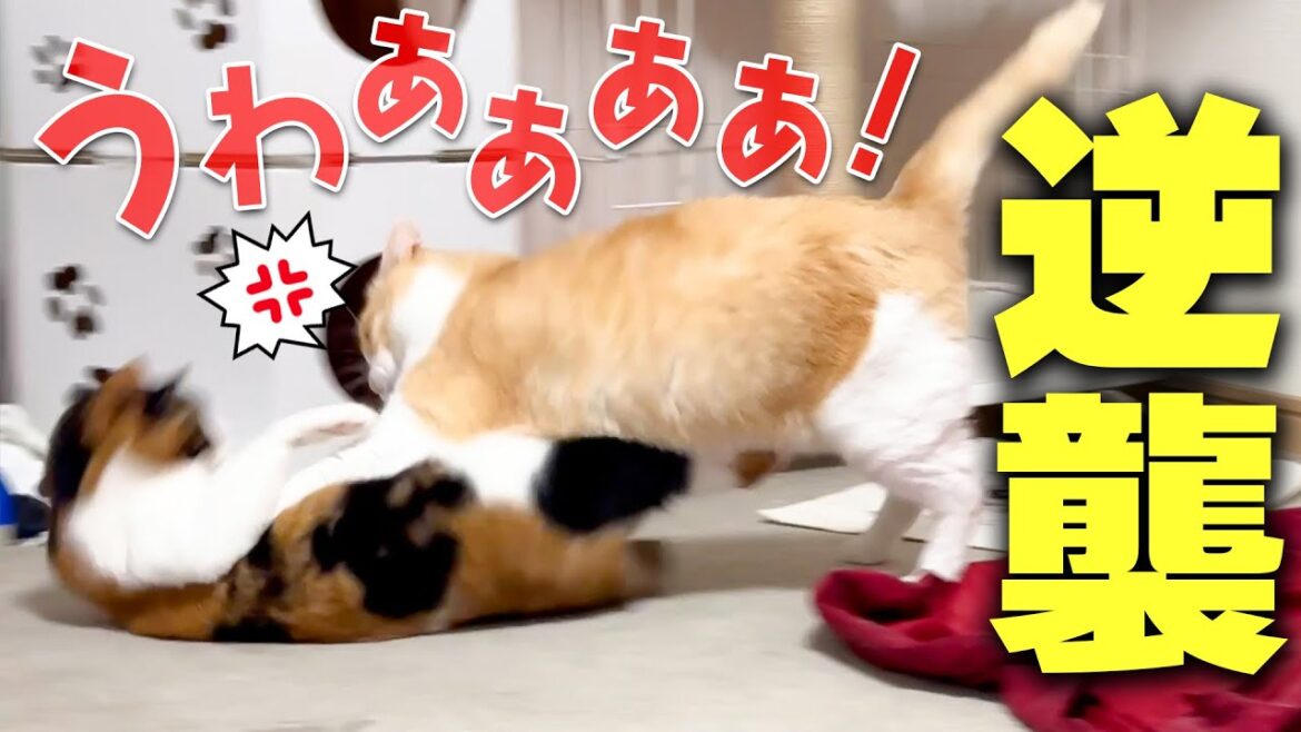 【逆襲】普段は温厚でイジメられやすい猫がついにブチギレて全てを破壊しました。