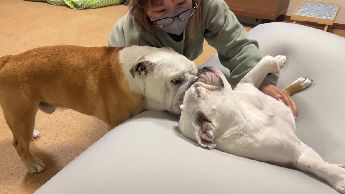 夢にうなされるまるこ、心配で飛び起きるブルドッグのぶるまる…