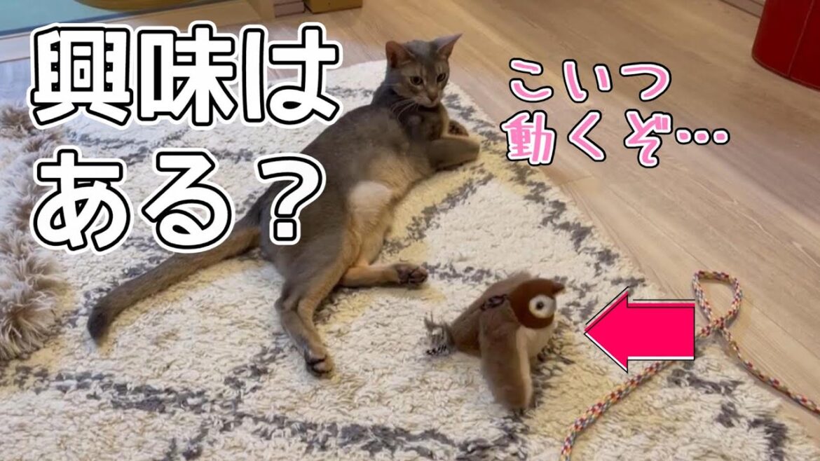 最高の猫パンチをおもちゃにかますうちの猫さん♡