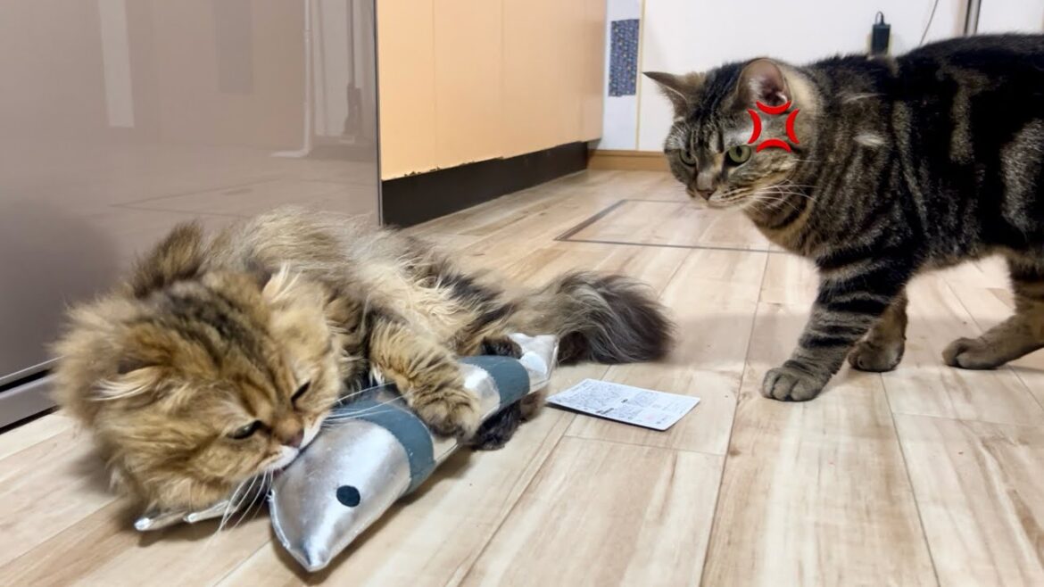 誕生日プレゼントを弟猫に奪われた兄猫がこうなりましたw