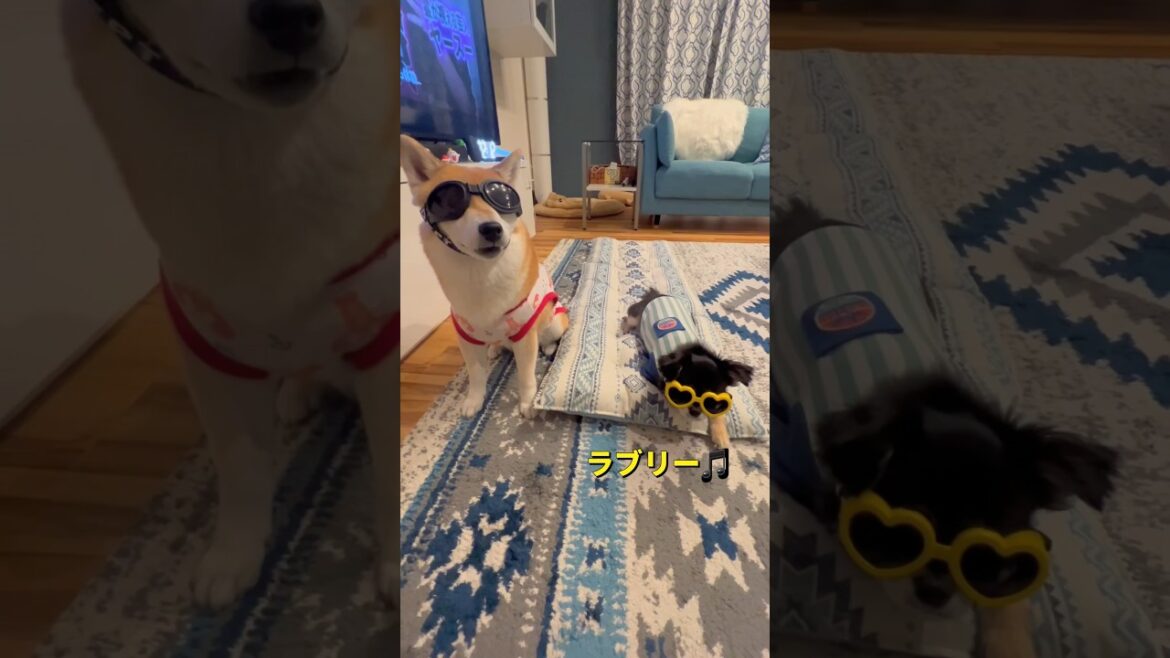 犬用サングラス&メガネ👓🐶✨#柴犬 #チワワ #shorts
