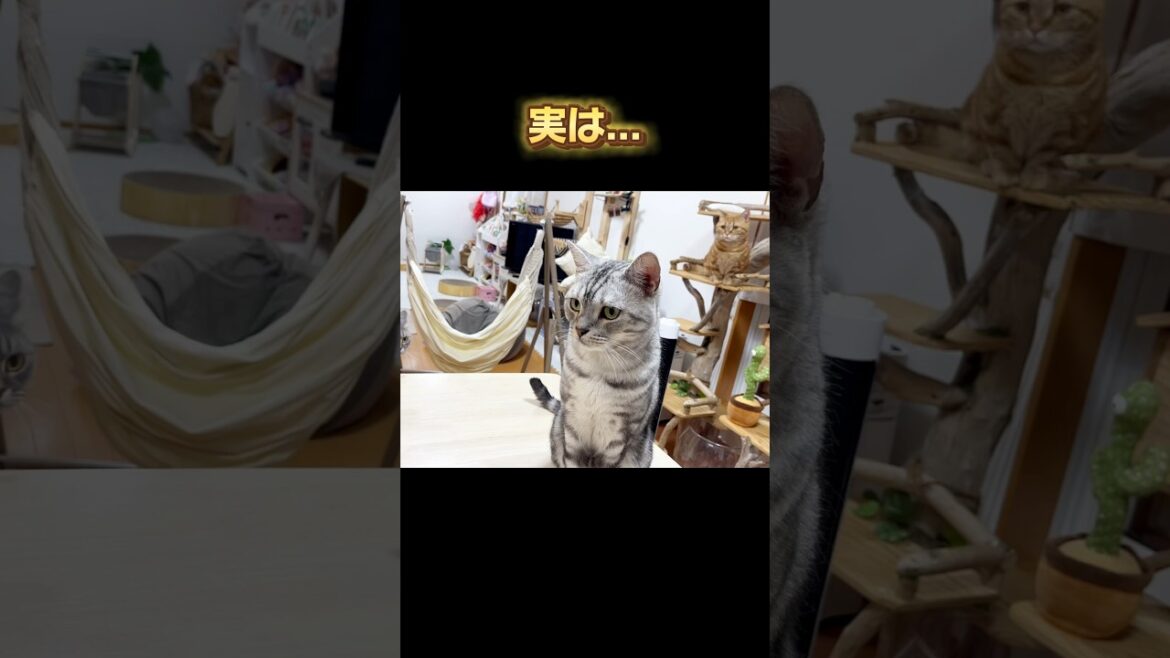 マンチカンのちゃびくんは実は... #猫 #マンチカン #shorts