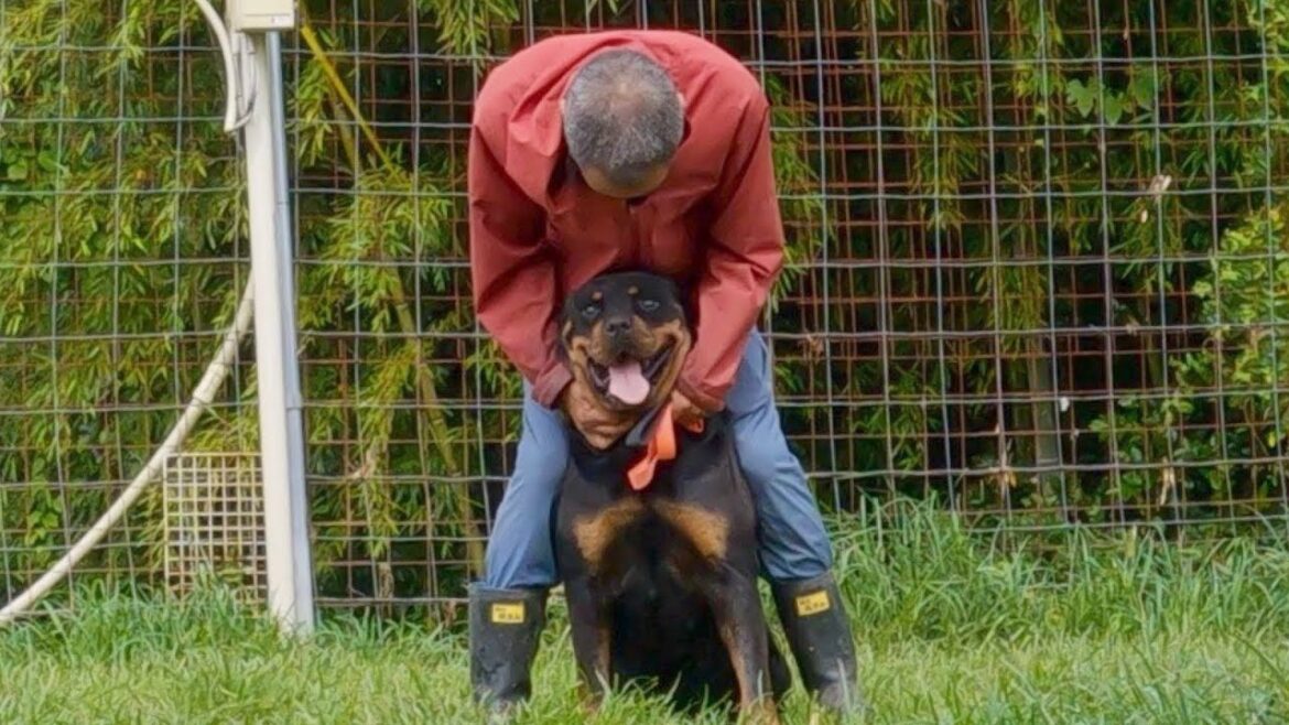 ロットワイラー権蔵に芸を教えていたらコントになった動画はこちらです