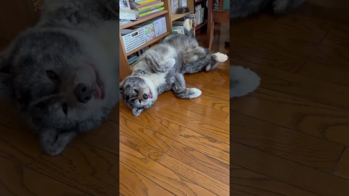 夏の訪れを告げる秋田犬姉妹のダブルへそ天【Akita-inu】@akita-inu-pata #shorts 夏の訪れを告げる秋田犬姉妹のダブルへそ天【Akita-inu】@akita-inu-pata #shorts