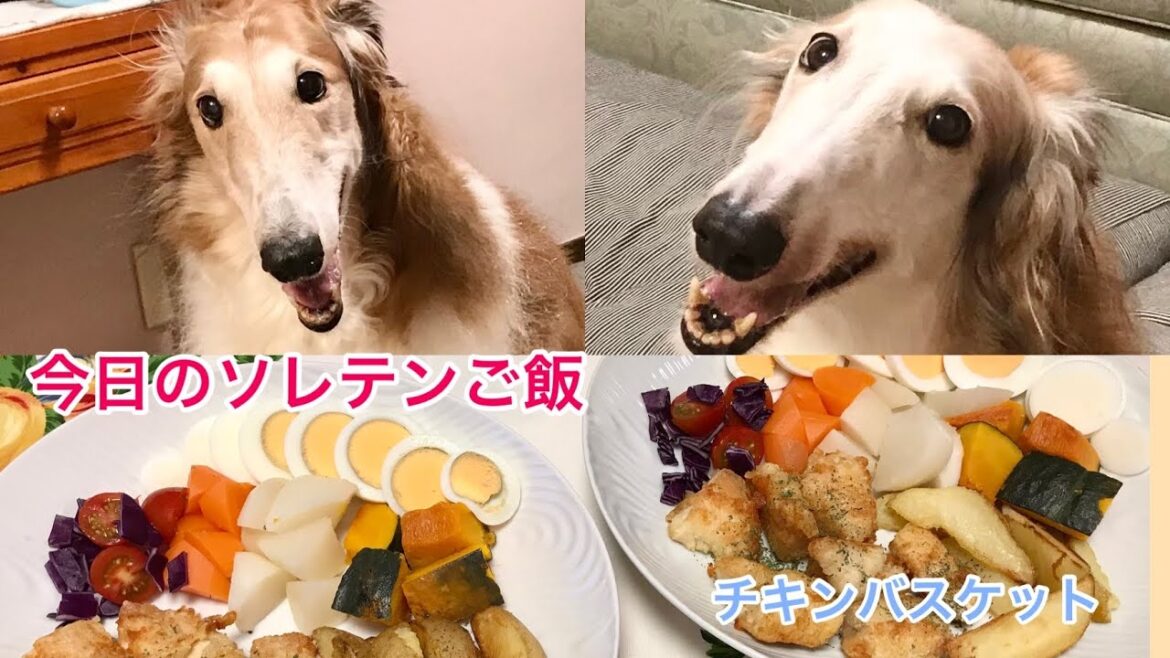 ボルゾイ　ソレイユ　テンピー　犬の手作りごはん　今日のソレテンご飯　チキンバスケット