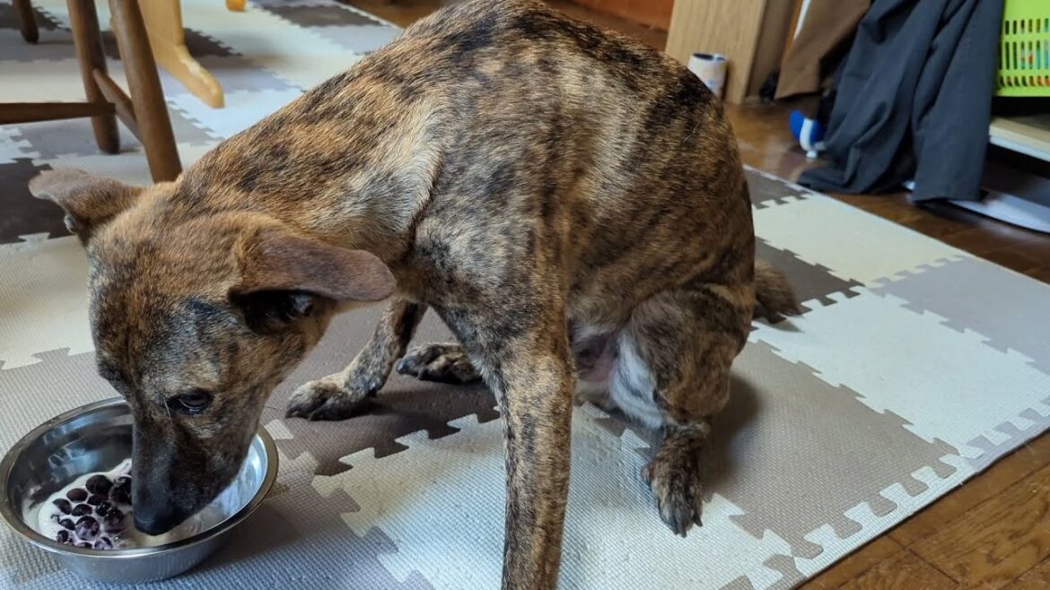 暑くなって来たからクーラーつけたり冷凍フルーツ食べたりして涼む犬ども　元猟犬と元野犬
