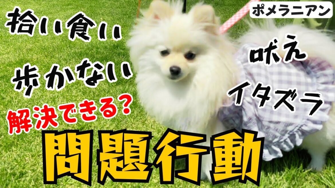 【ポメラニアン】吠える、歩かない、拾い食い、その他イタズラなどについてのお悩み相談！