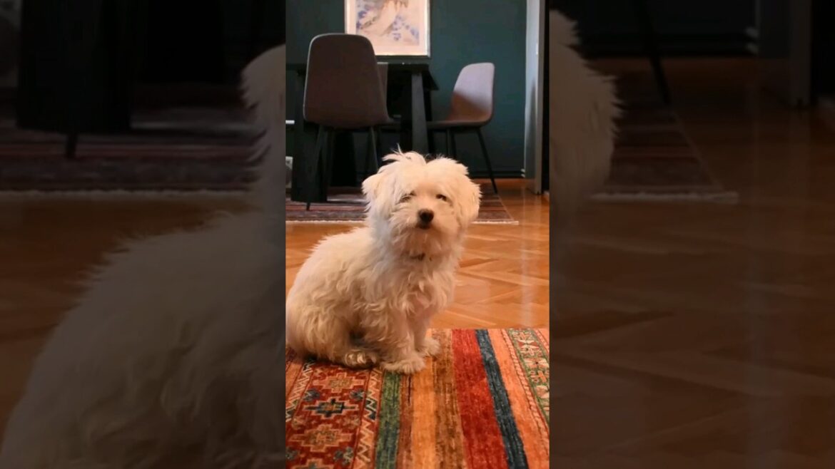 Top 5 least smelly dog breeds