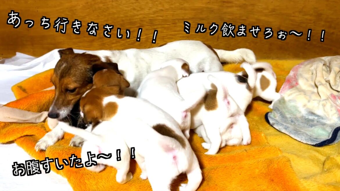 【ジャックラッセルテリア】母犬VS仔犬！！ミルク争奪戦！ミルクを飲みたい仔犬ちゃんと蹄を噛みたい母犬の熱き闘い！「動物癒し動画にくきゅう」