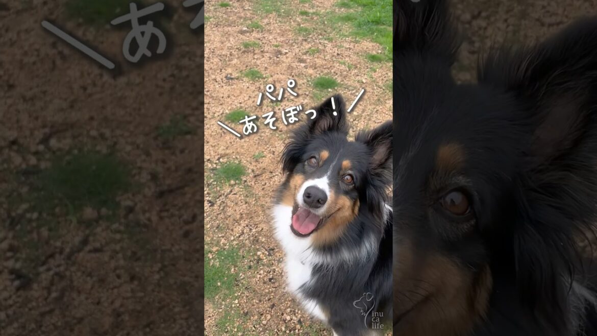パパと遊びたいオゥシーが可愛い　#ボーダーコリー #オーストラリアンシェパード #dog