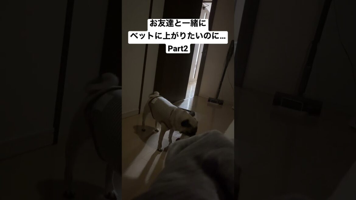 ベッドにぬいぐるみを持参するパグ🐶Part2  #パグ #pug #shorts