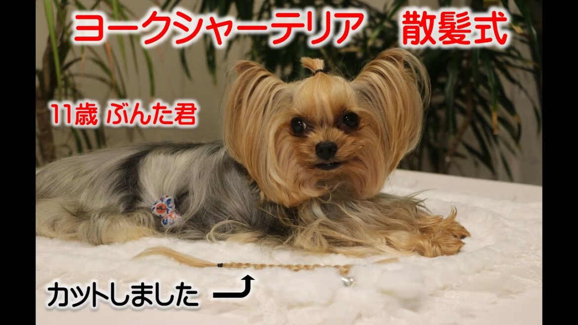 ヨークシャーテリア　トップノットの散髪式　 ぶんた君ありがとう