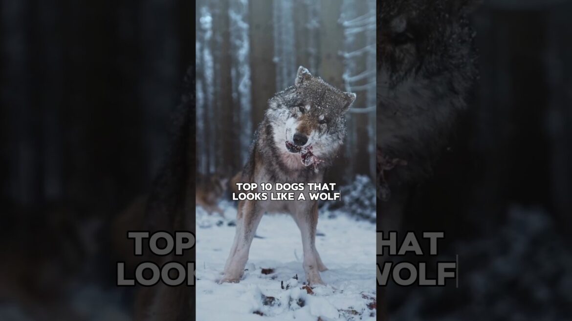 Top 10 Dogs That Looks Like a Wolf 🐺 | भेड़िए जैसे दिखने वाले कुत्ते 🐶