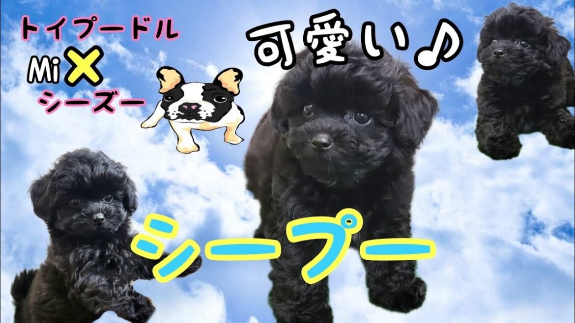 ミックス犬(トイプードル×シーズー)シープー・子犬【府中四谷店】