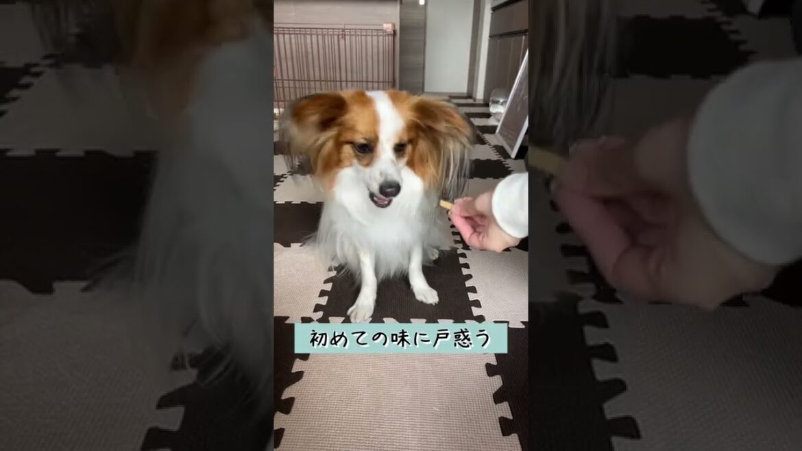 【Doggy Box】パピヨン子犬に納豆おやつあげてみたら...？ #shorts