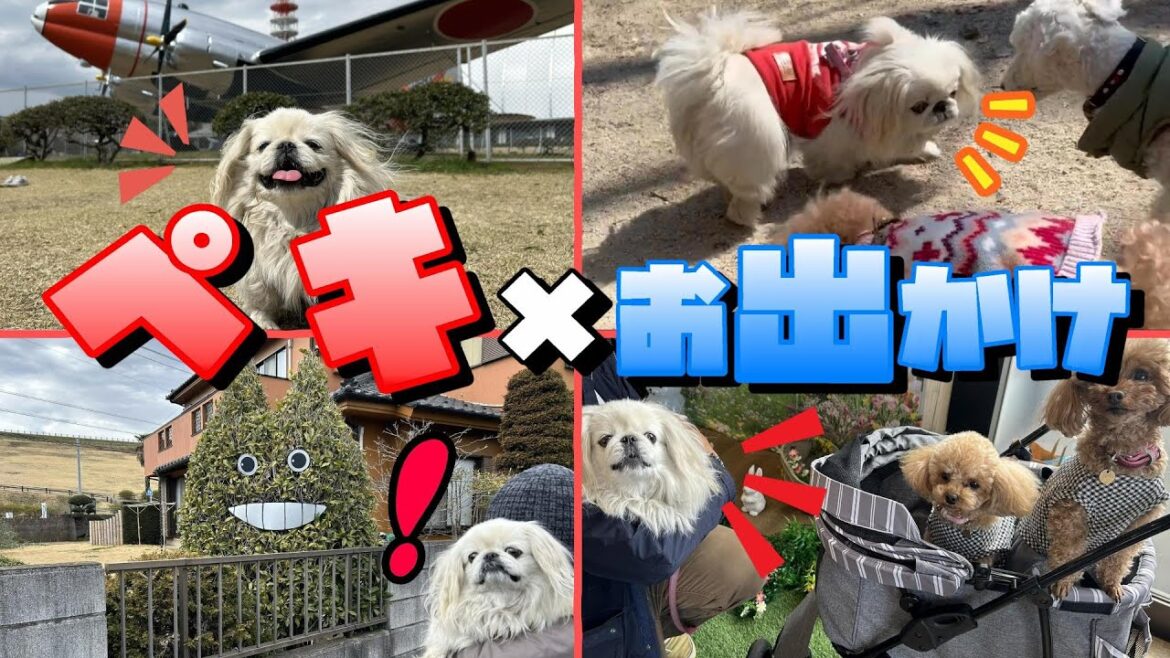 愛犬の様子をドキドキしながら見守った休日…。 愛犬の様子をドキドキしながら見守った休日…。