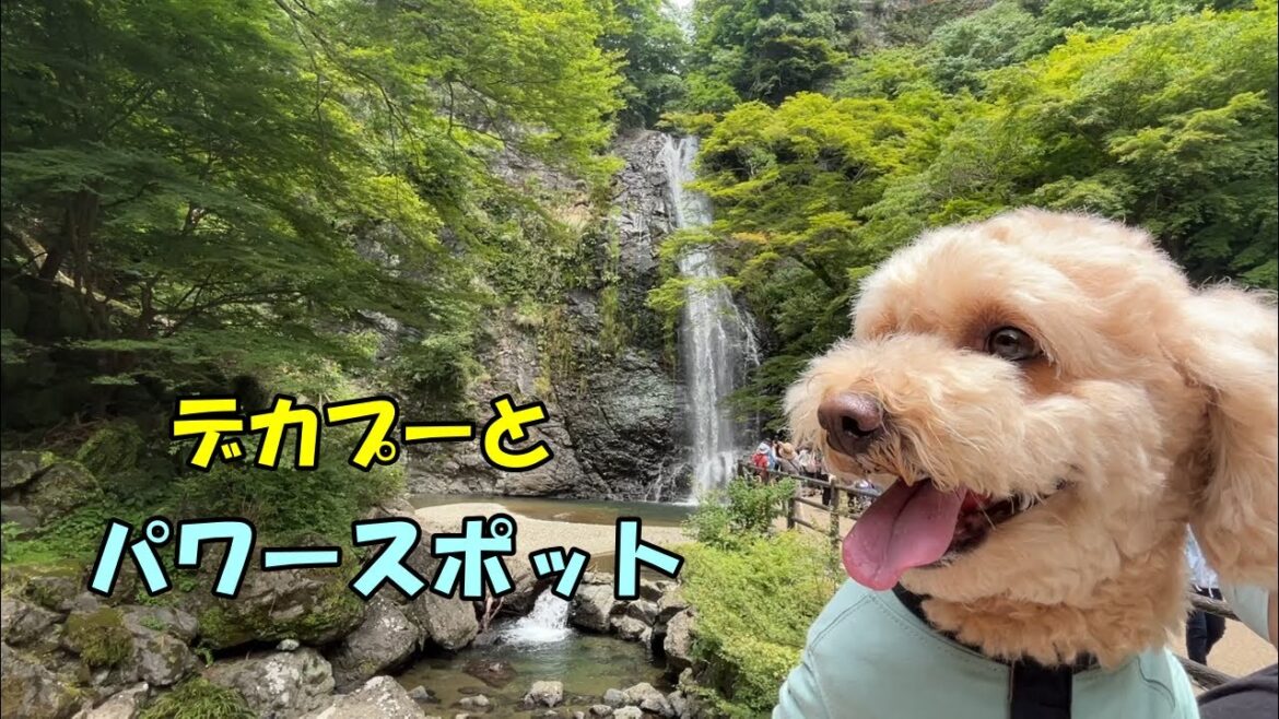 大きいトイプードルと日本の滝百選【箕面の滝】へ行ってきた【デカプー】【トイプードルのロアくん】【toy poodle】