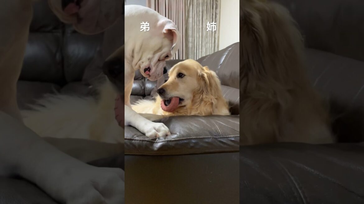 姉（ゴールデンレトリバー）には勝てない弟（ボクサー犬）