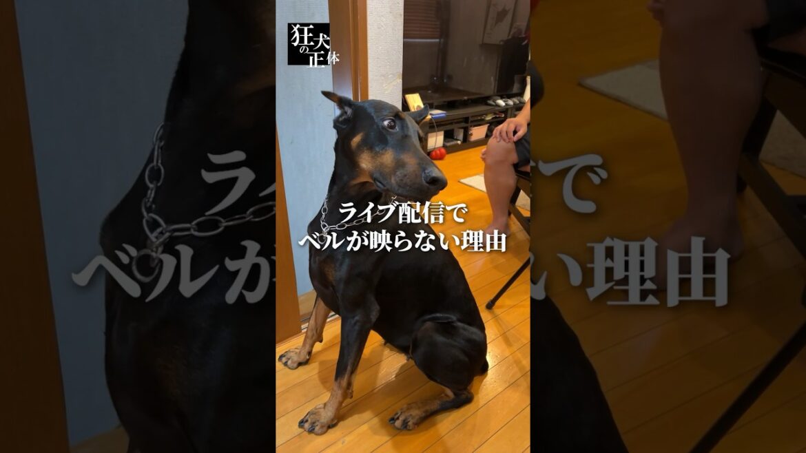 カメラに映りたくない理由が明らかに！【ドーベルマン】